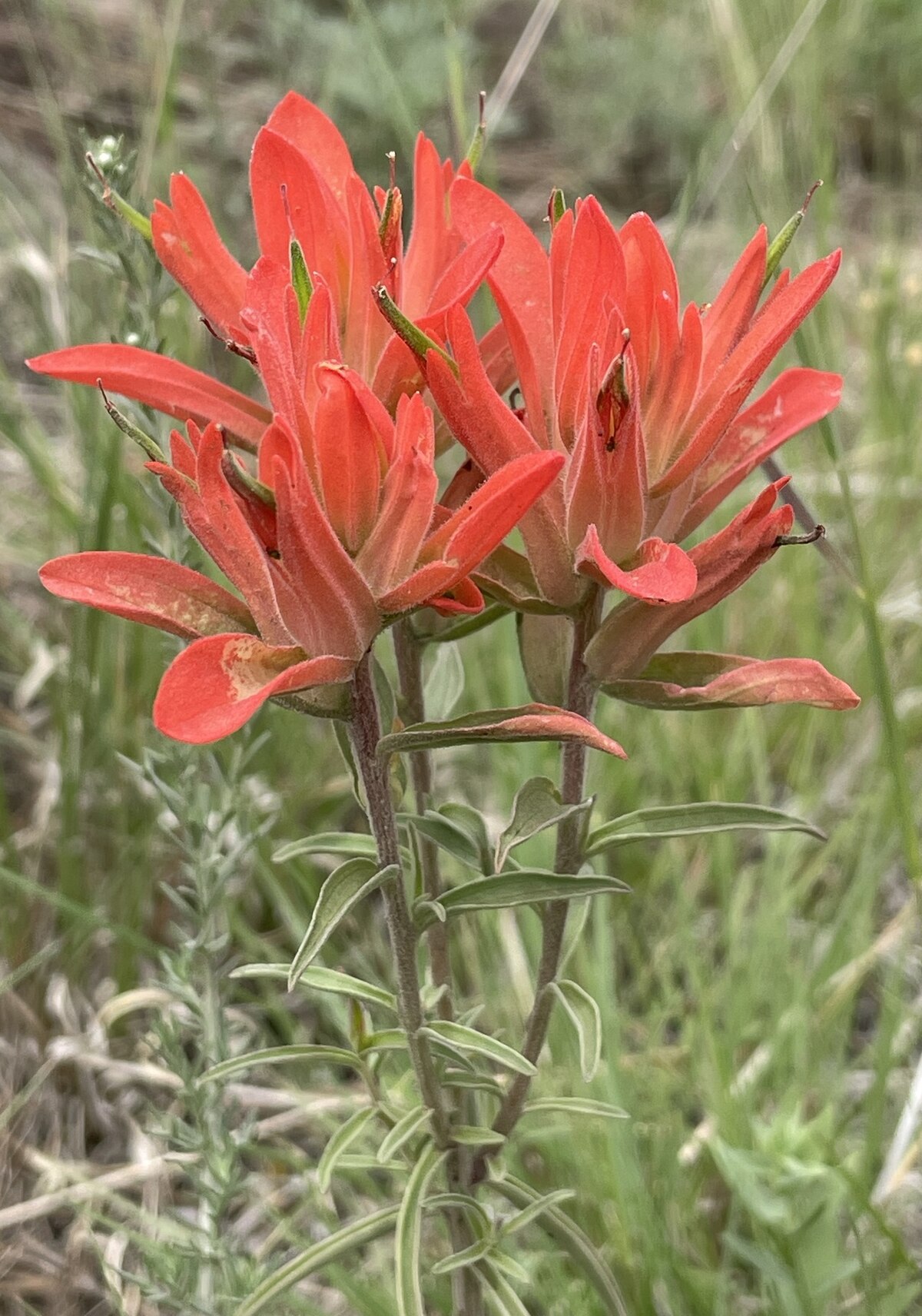 Paintbrush - Wikipedia