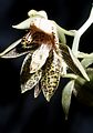 Catasetum atratum flower