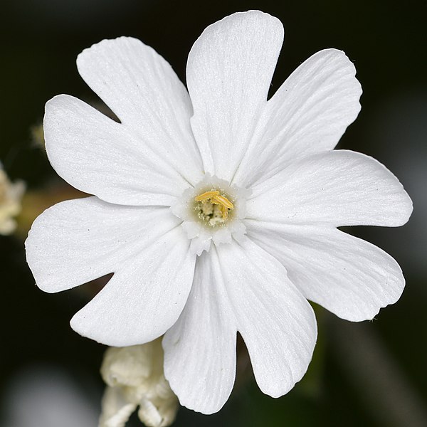 File:Catchfly (Silene sp.) - Guelph, Ontario.jpg