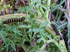 Magpie moth caterpillar on right