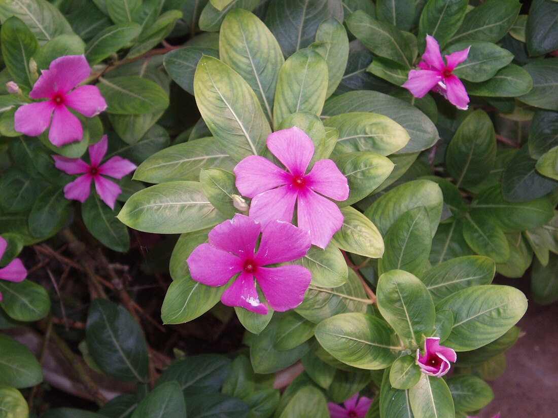 Catharanthus