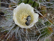 Caupolicana sp. por Pato Novoa 001.jpg