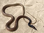 Coachwhip snake (Masticophis flagellum)