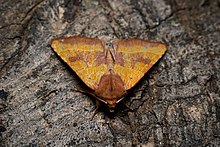 Centre-barred Sallow (42537991270).jpg