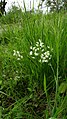 Cephalanthera longifolia Germany - Durmersheim (bei Karlsruhe)