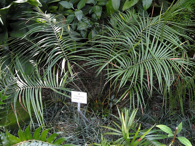 File:Ceratozamia norstogii - Botanischer Garten München-Nymphenburg - DSC08060.JPG