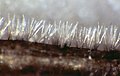 Cercospora zebrina Trifolium repens3.jpg
