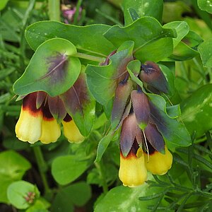 Large wax flower (Cerinthe major)