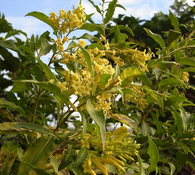 File:Cestrum nocturnum, yellowflower.jpg