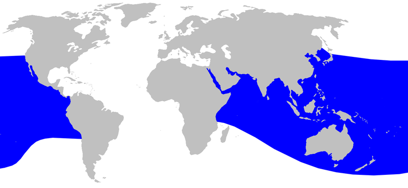 File:Cetacea range map Ginkgo-toothed Beaked Whale.png