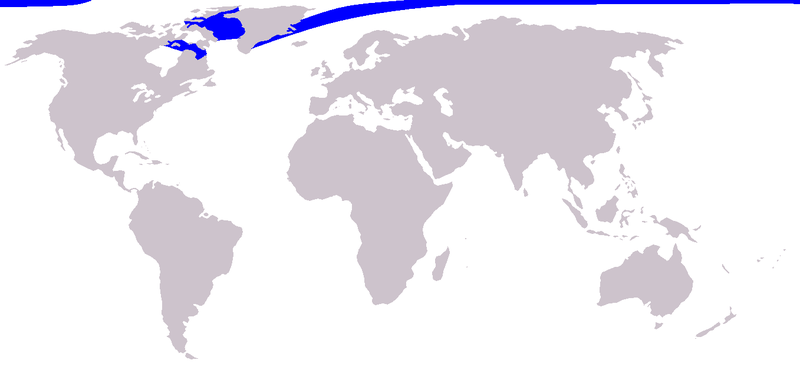 Fil:Cetacea range map Narwhal.png