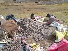 Biodiverse agroecosystem: traditional potato harvesting high in the Andes, Manco Kapac Province, Bolivia, 2012 Ch'uqi palliwi.JPG
