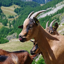 Chèvre en Savoie.