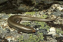 Chalcides bedriagai 02 par dpc.jpg