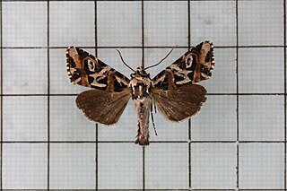 <i>Chandata</i> Genus of moths