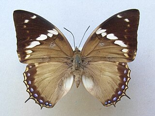 <i>Charaxes tiridates</i> Species of butterfly