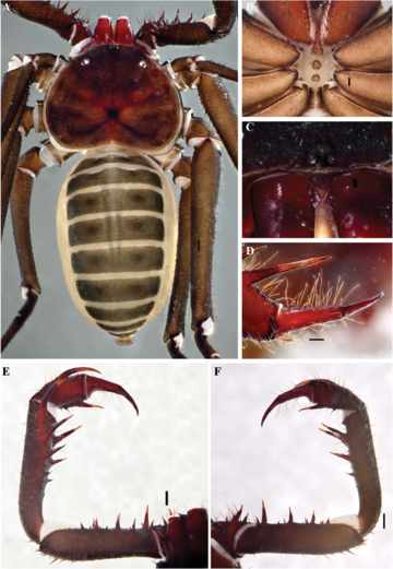 Charinus imperialis