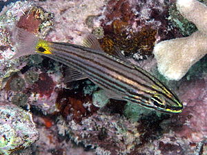 Sea Cardinalfish (Cheilodipterus artus) ♂