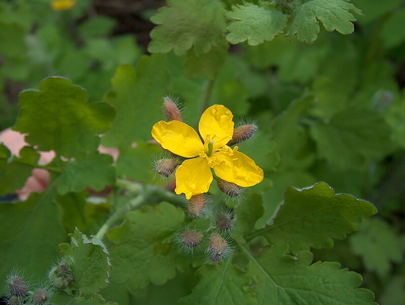 File:Chelidonium majus Keltamo V08 H4138.jpg