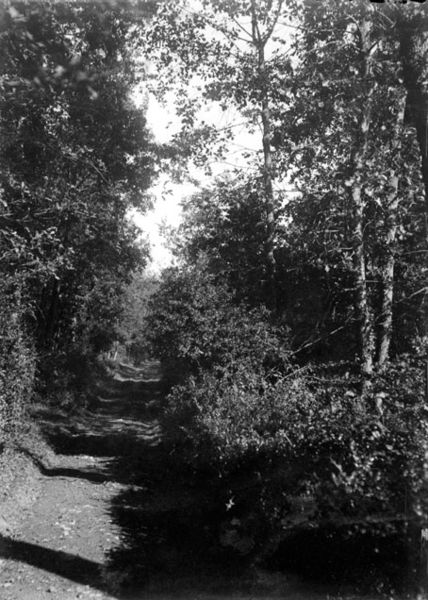 File:Chemin dans la garenne, Cahuzac, octobre 1902 (3525012761).jpg