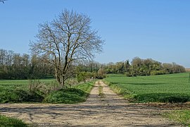 Chemin rural