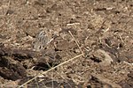 Thumbnail for File:Chestnut-collared Longspur Davis Pasture Sonoita AZ 2018-01-26 11-49-21 (39912880772).jpg