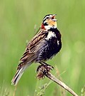 Thumbnail for File:Chestnut-collared longspur male (16381245751) (cropped).jpg