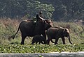 Chitwan-Elefanten-02-2013-gje.jpg