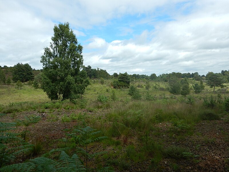 File:Chobham Common - Long Down - geograph.org.uk - 5466855.jpg