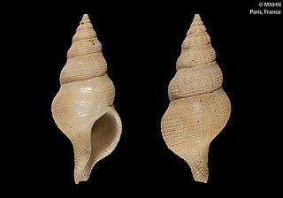 <i>Chryseofusus alisae</i> Species of gastropod