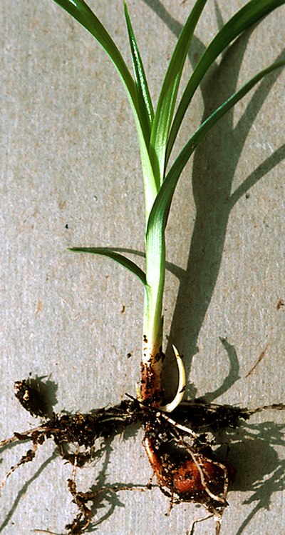 Cyperus esculentus, a root that the Northern Paiutes used to eat