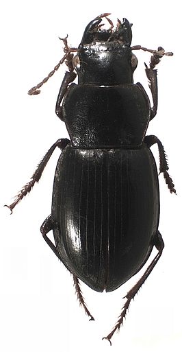 Chydaeus hanmiensis