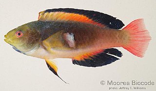 <span class="mw-page-title-main">Scotts' wrasse</span> Species of fish