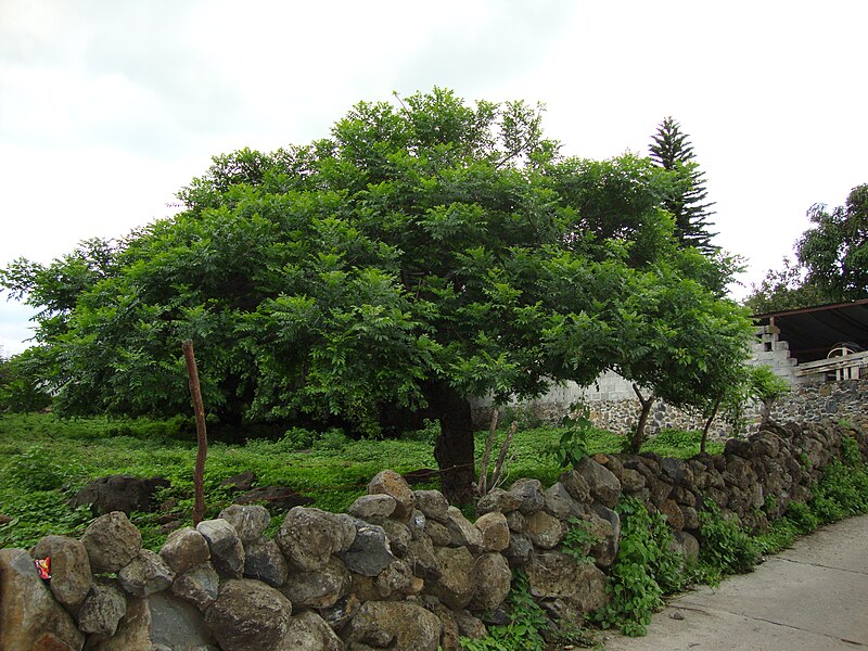 File:Ciruelo tipico en san andres de la cal.jpg