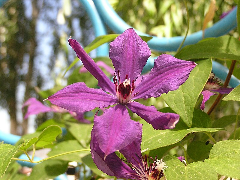 File:Clematis cultivars in Sedovo 5.jpg