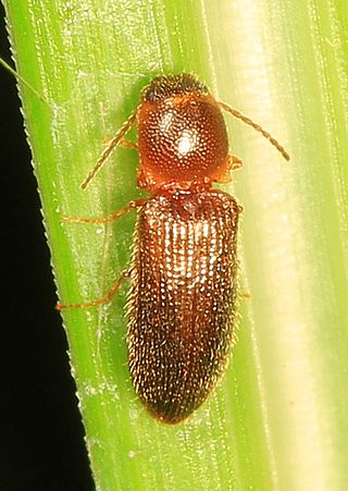 <i>Tetralimonius</i> Genus of beetles