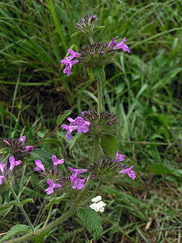 Krūminė šunmėtė (Clinopodium vulgare)