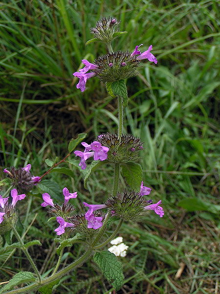 Clinopodium