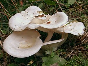 White lead varnish funnel (Clitocybe phyllophila)