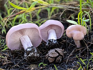 <i>Clitocybe violaceifolia</i> Species of fungus