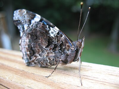 Close-up of a Painted Lady, vanessa atalanta.jpg