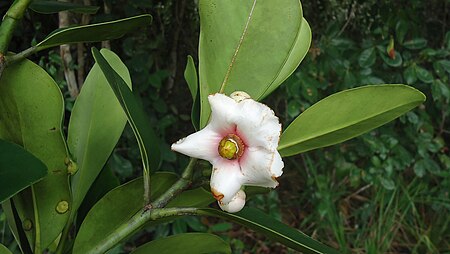 Tập_tin:Clusia_nemorosa_G._Mey.,_Clusiaceae,_Atlantic_forest,_northeastern_Bahia,_Brazil_(6177018823).jpg