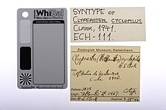 File:Clypeaster cyclopilus - ECH-000111 label.jpg (Category:Clypeaster cyclopilus)