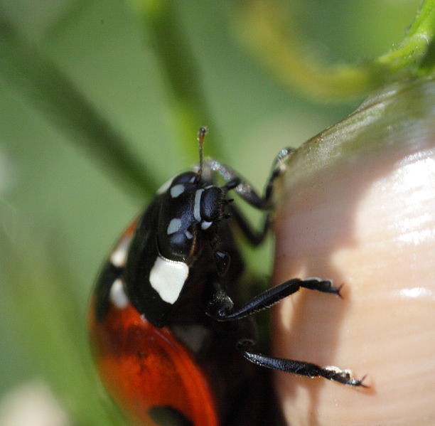 File:Coccinaelidae (9068032582).jpg