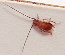 Cockroach nymph