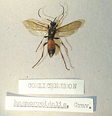 Coelichmeumonhaemmorhoidalis.JPG