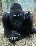 Colo (1956-2017) was the first gorilla born in captivity and lived to be the oldest gorilla in captivity. Colo Posing (4718948943).jpg