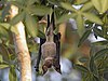 Chauve-souris à nez de feuille de Commerson, Tsimamampetsotsa, Madagascar.jpg