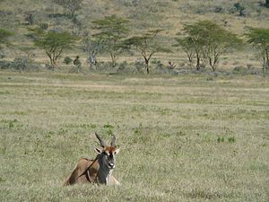 伊蘭羚羊: 特徵, 生態及行為, 分類