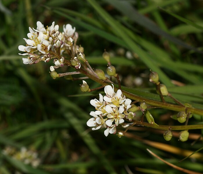 File:Common Scurvygrass (Cochlearia officinalis) - Flickr - S. Rae.jpg